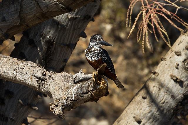 054 Chobe NP, reuzenijsvogel.jpg